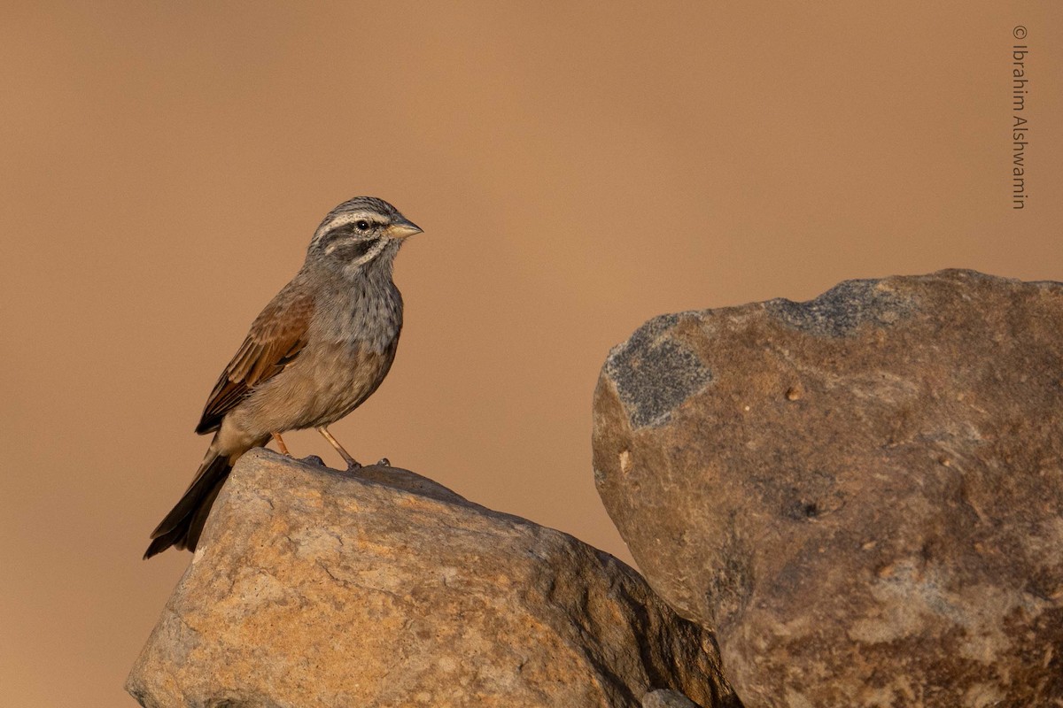 Striolated Bunting - ML273912761