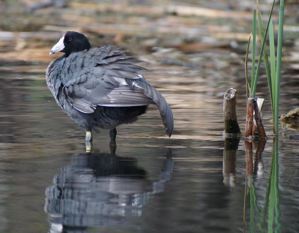 American Coot (Red-shielded) - Dale Trexel