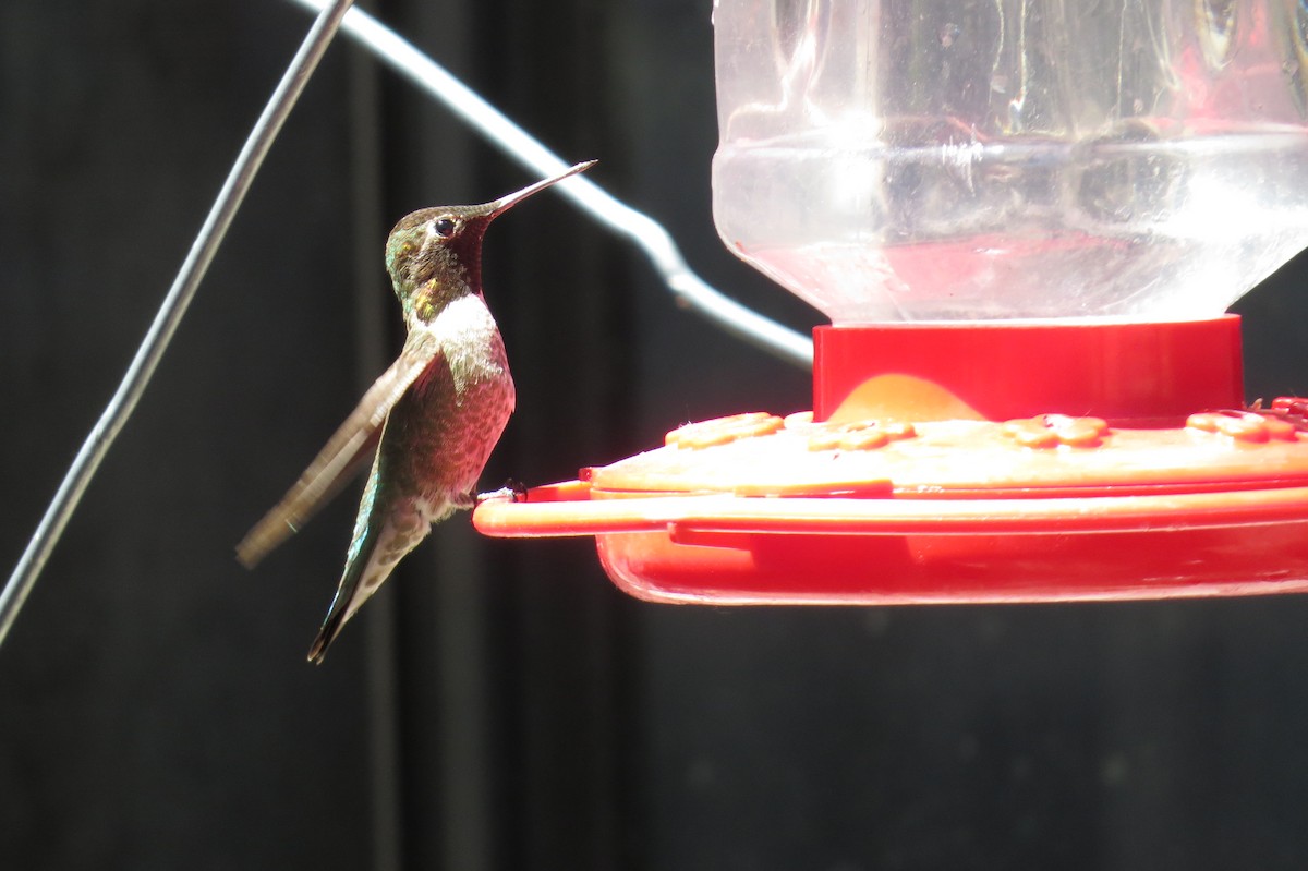 Anna's Hummingbird - ML27391331