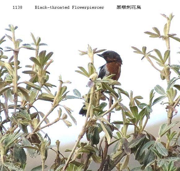 Black-throated Flowerpiercer - Liao Tzu-Chiang