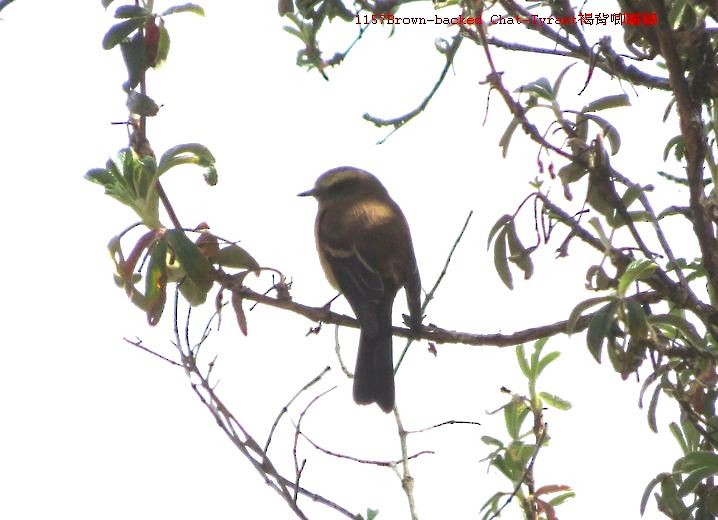 Brown-backed Chat-Tyrant - Liao Tzu-Chiang