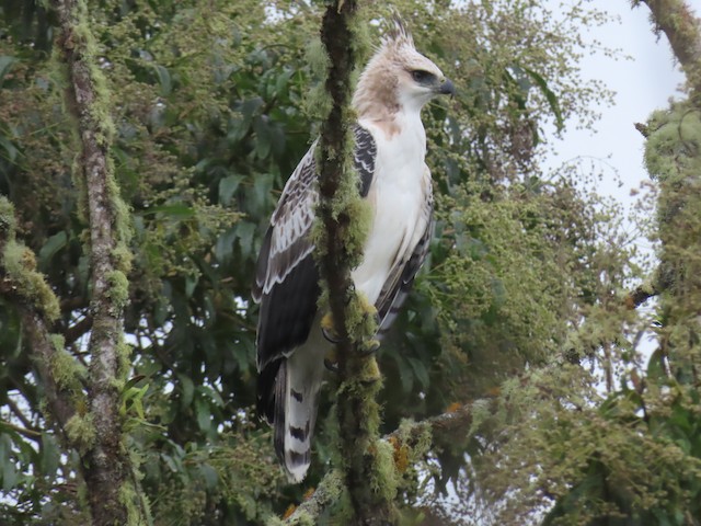 Juvenile Black-and-chestnut Eagle, having commenced Preformative Molt - Black-and-chestnut Eagle - 