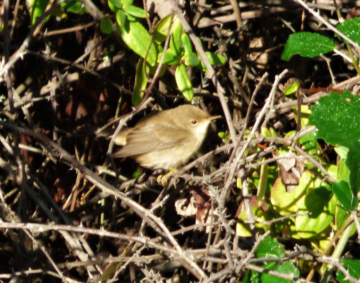 Common Reed Warbler - ML273917521