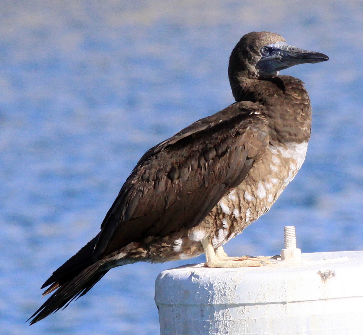 Brown Booby - ML273918151