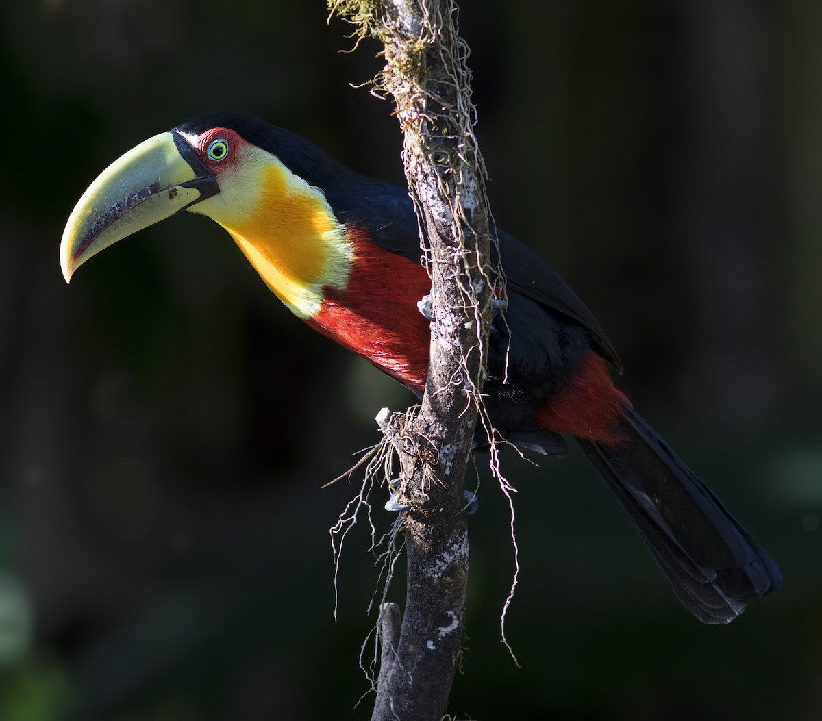 Red-breasted Toucan - ML273919131