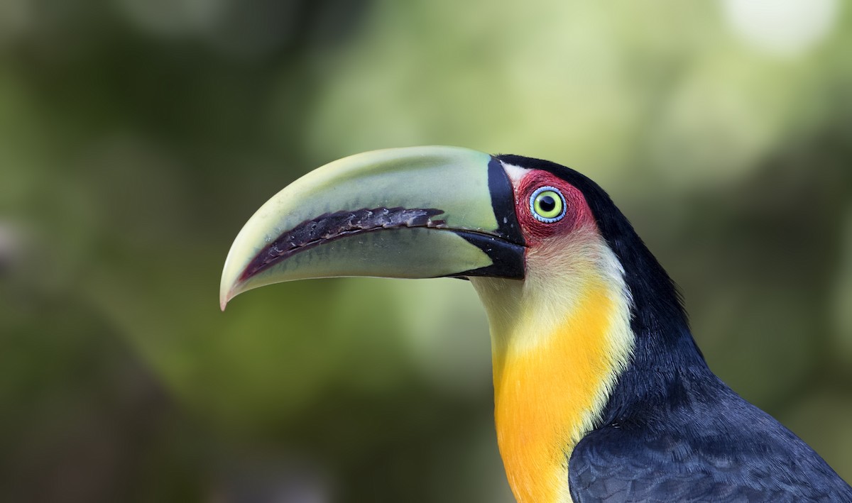 Red-breasted Toucan - ML273919141