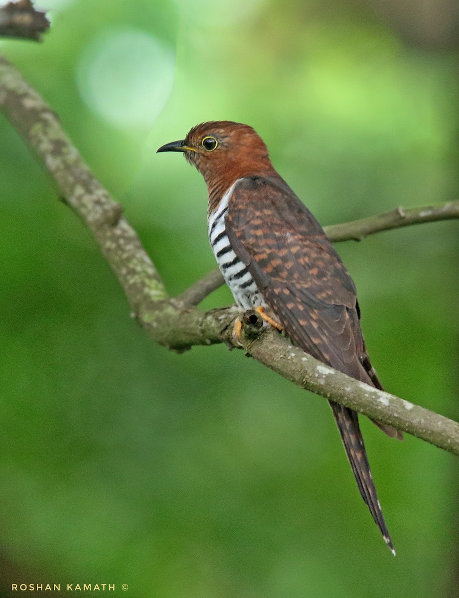 Lesser Cuckoo - Roshan  Kamath