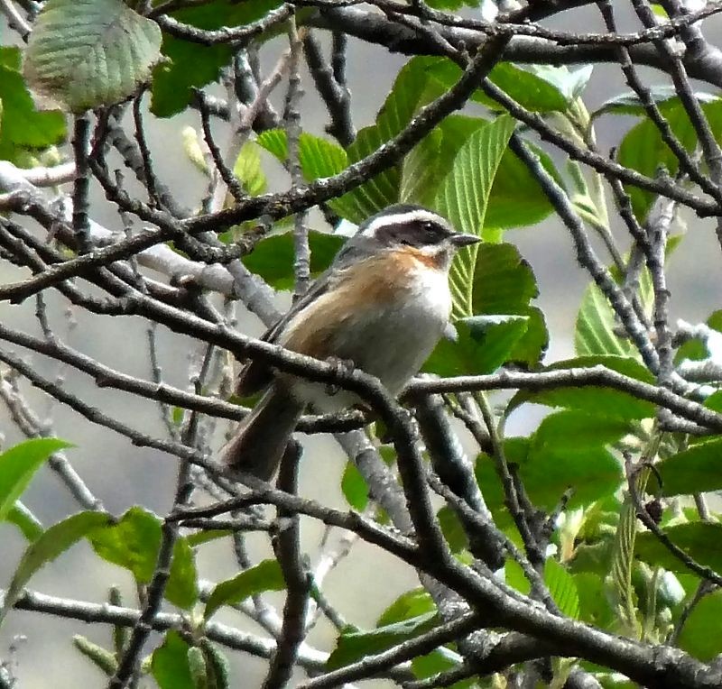 Plain-tailed Warbling Finch - Liao Tzu-Chiang