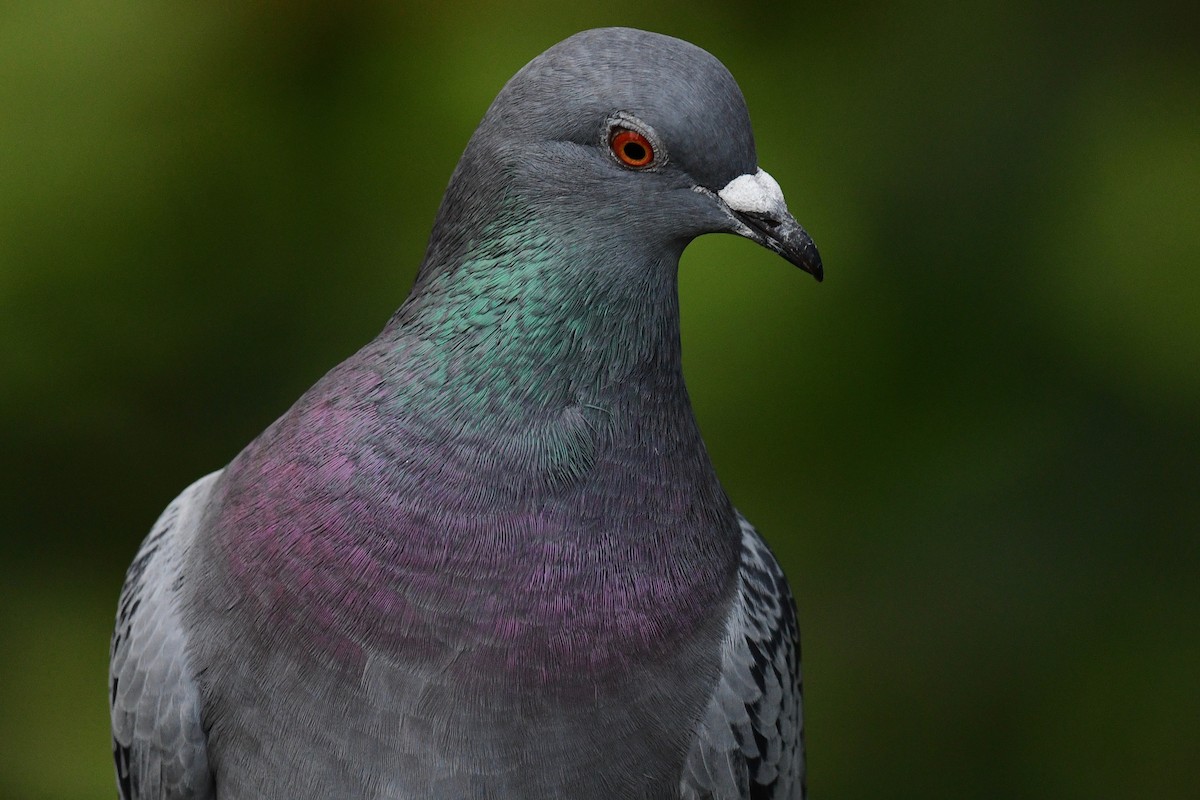 Rock Pigeon (Feral Pigeon) - ML273920711