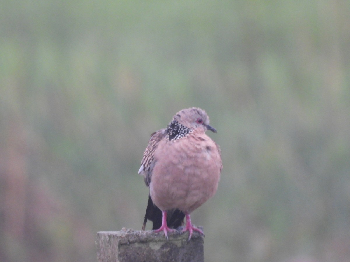 Spotted Dove - ML273921571