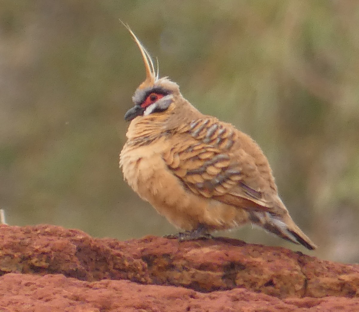 Spinifex Pigeon - ML273923571