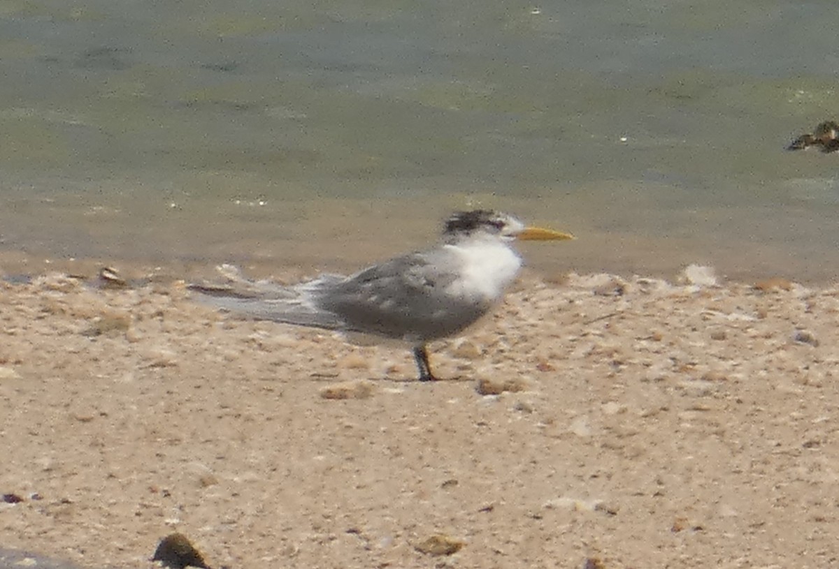 Lesser Crested Tern - ML273925161