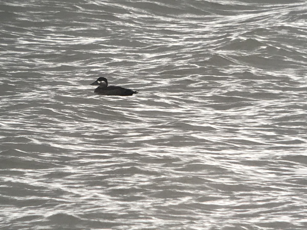 Surf Scoter - Stacy Robinson