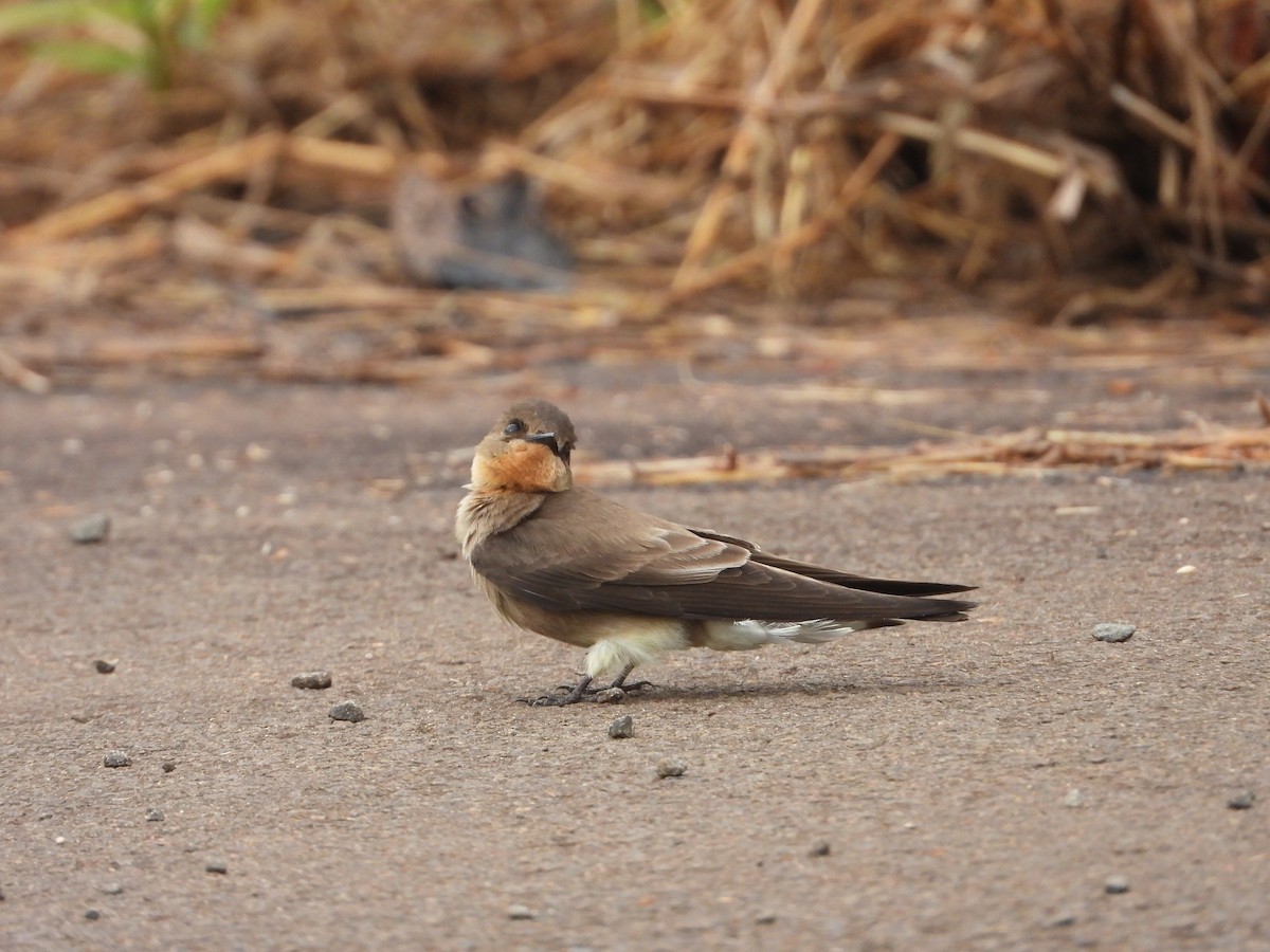Southern Rough-winged Swallow - Guilherme Canassa