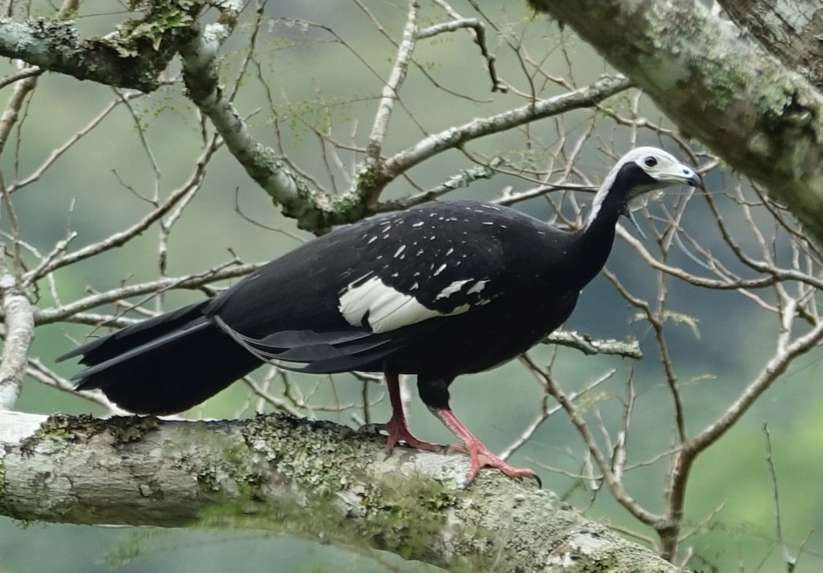 White-throated Piping-Guan - ML273936501