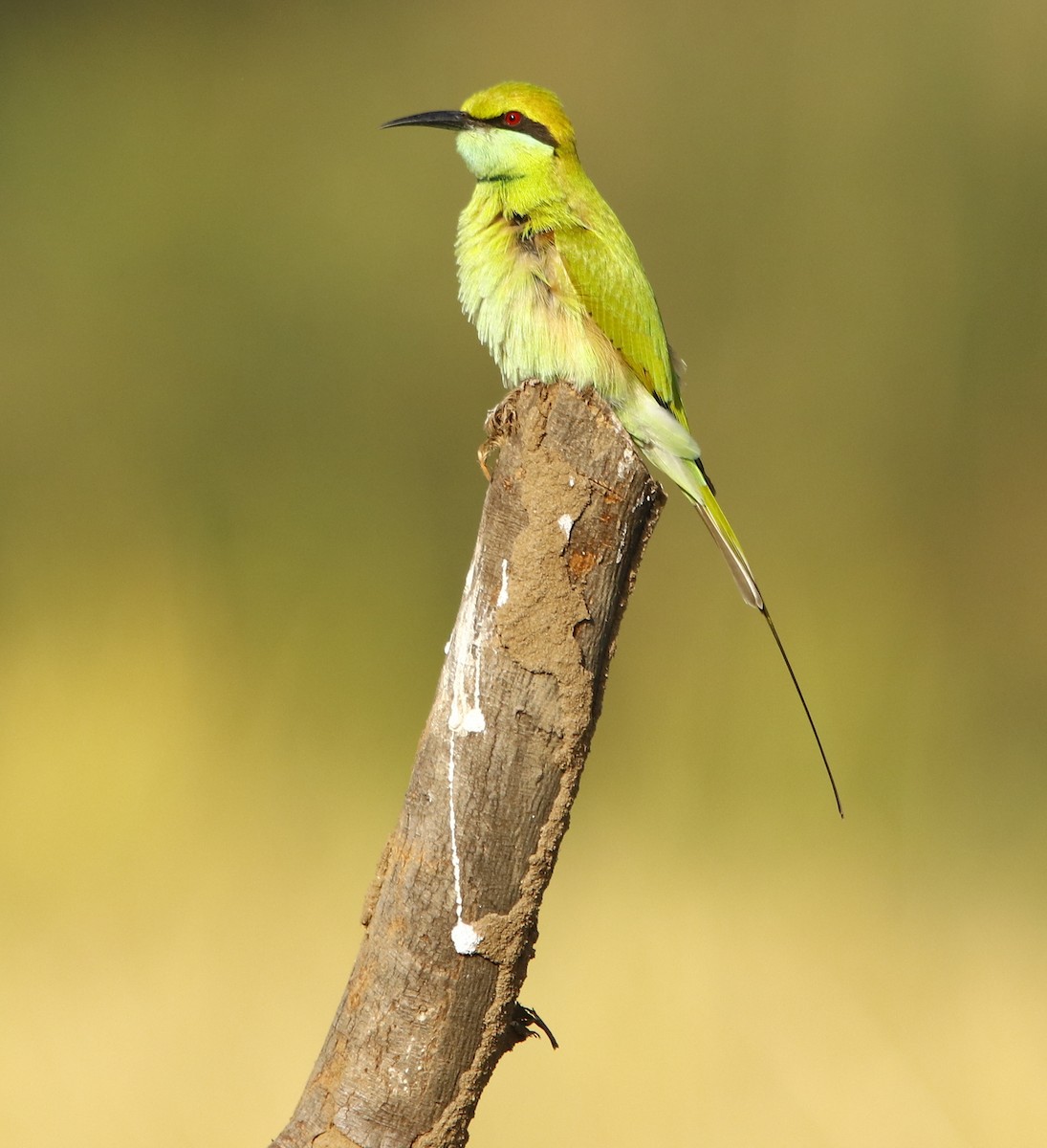 Asian Green Bee-eater - ML273939401