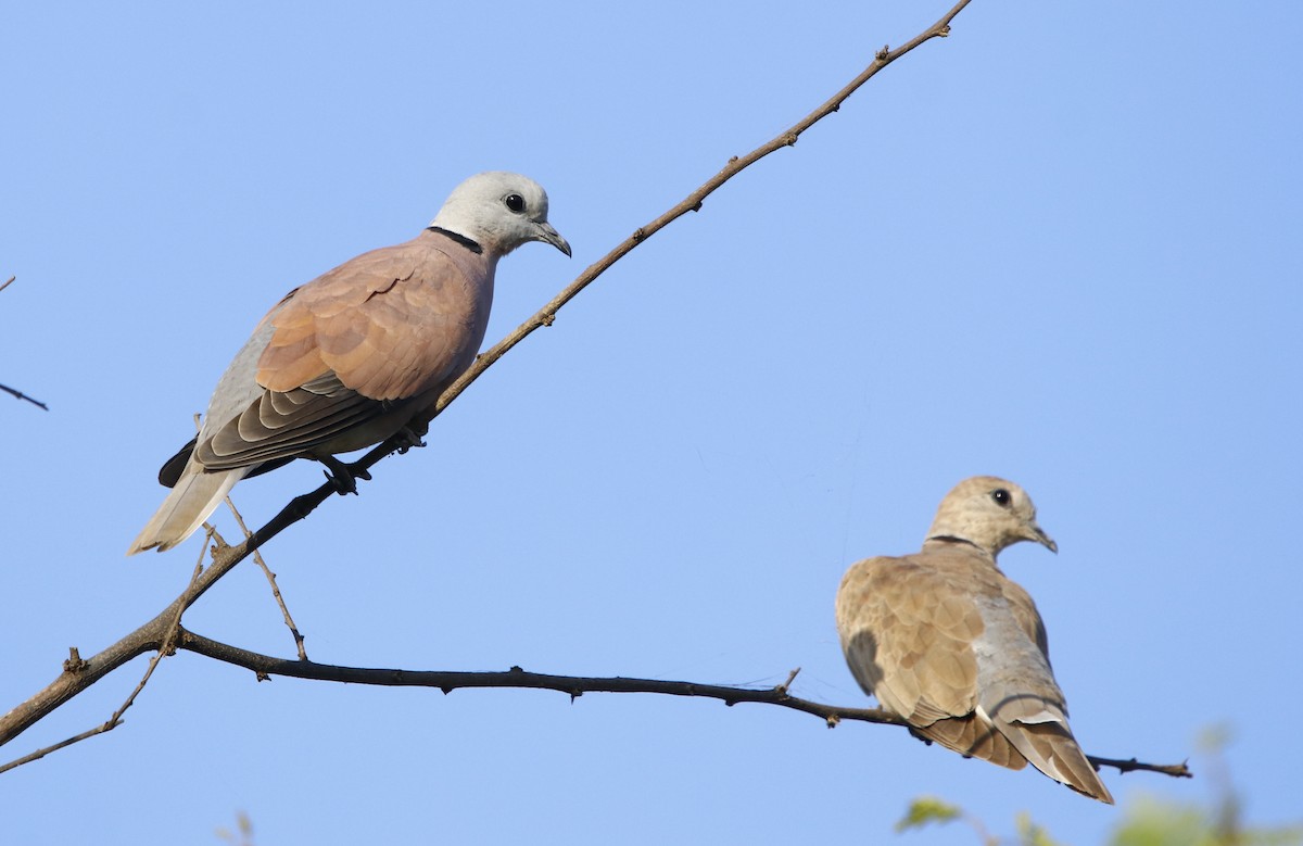 Red Collared-Dove - ML273939911