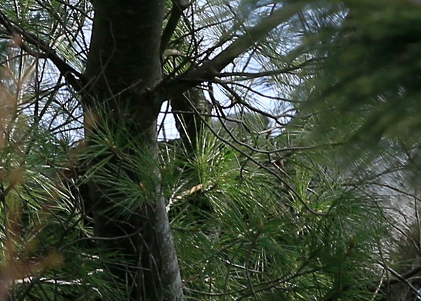 Great Horned Owl - ML27394021