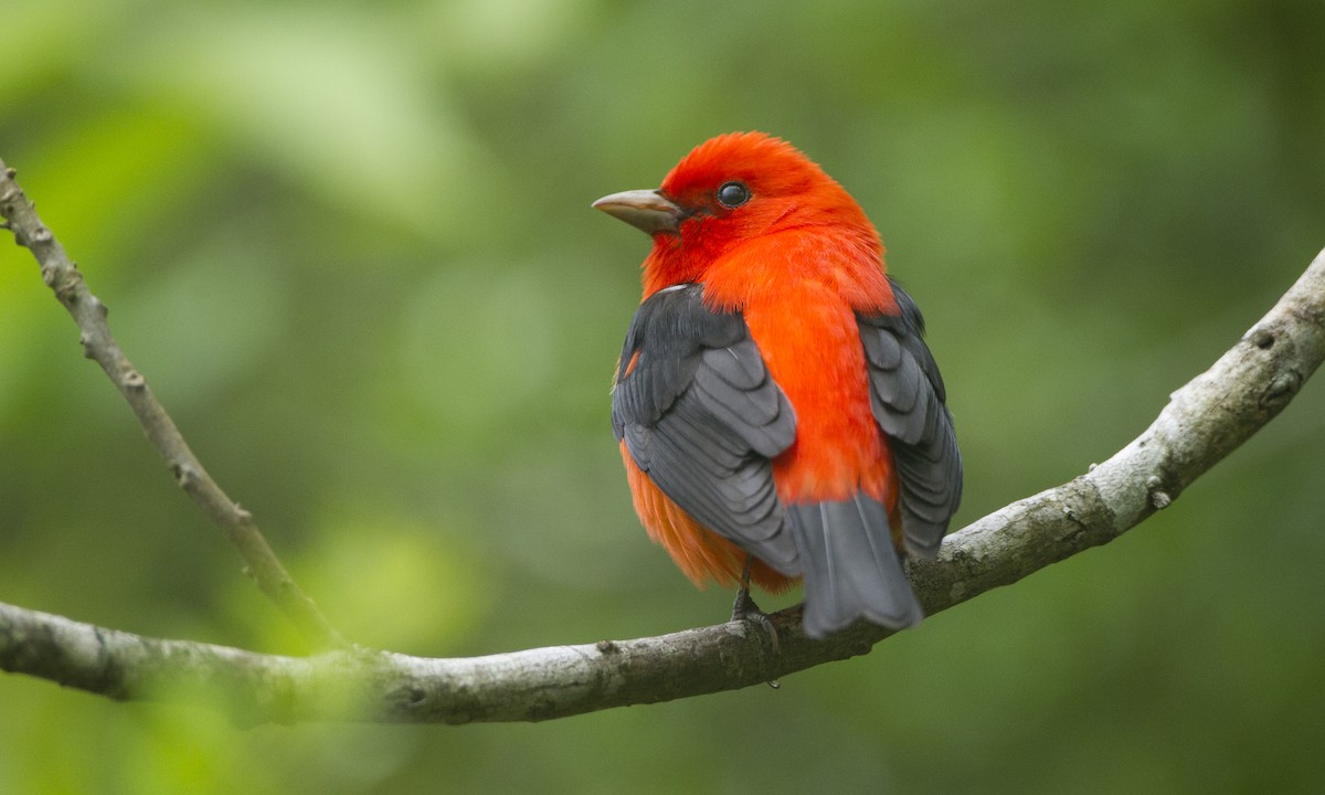 Scarlet Tanager - ML27395181