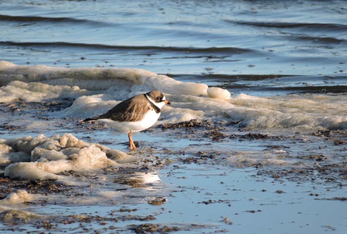 Semipalmated Plover - ML27395231