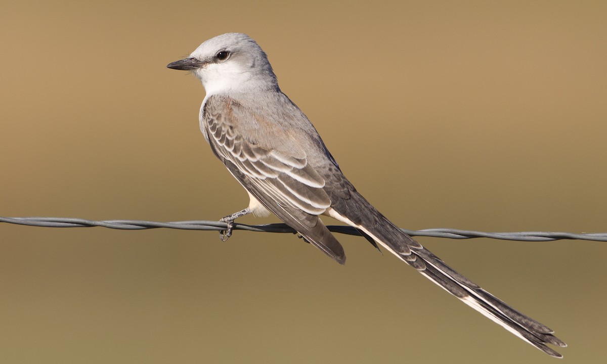 Scissor-tailed Flycatcher - Brian Sullivan
