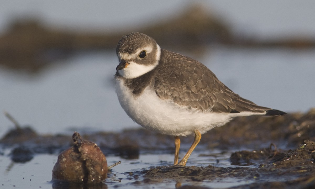 Semipalmated Plover - ML27395771