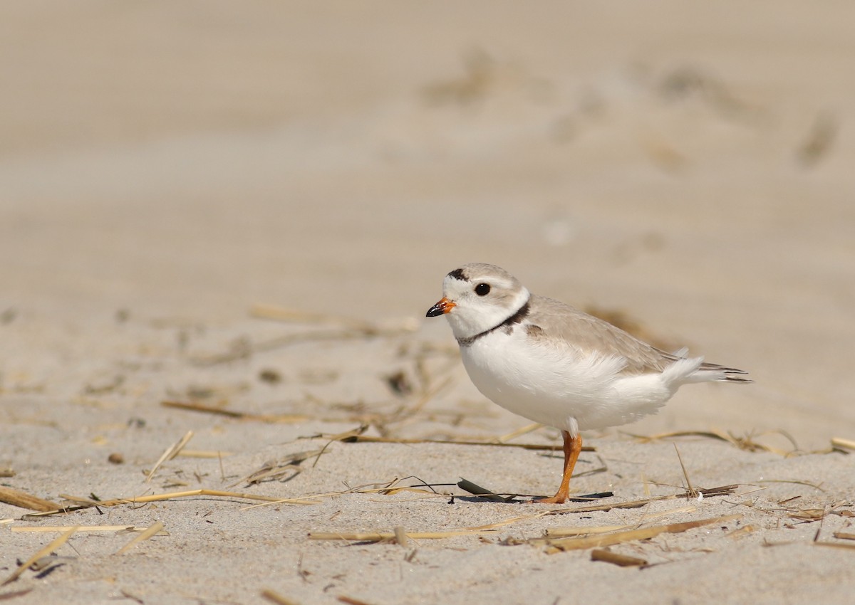 Piping Plover - ML27395791