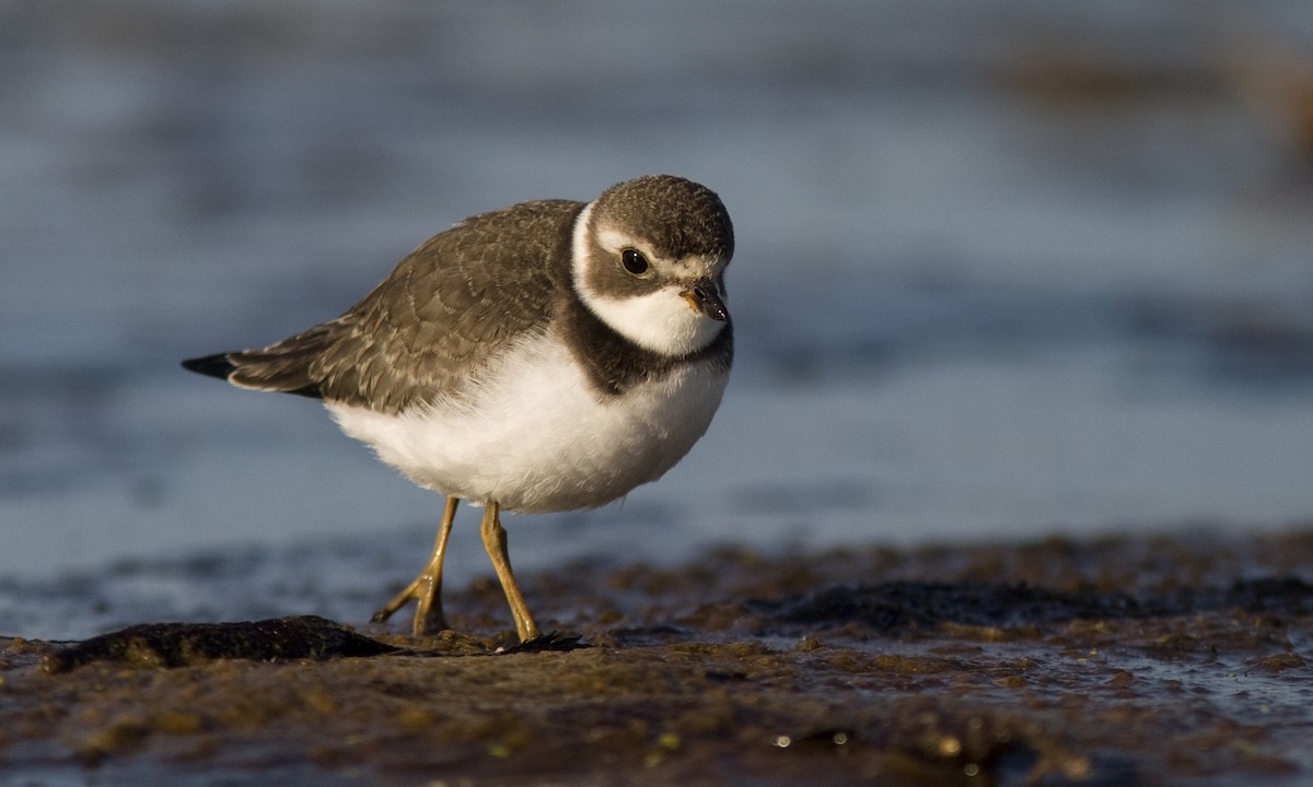 Semipalmated Plover - ML27395801