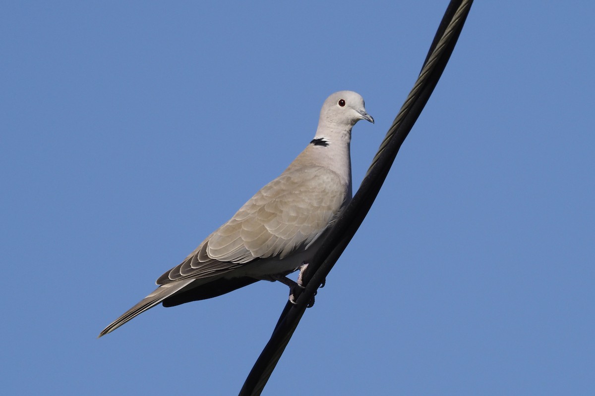 Eurasian Collared-Dove - ML273962071