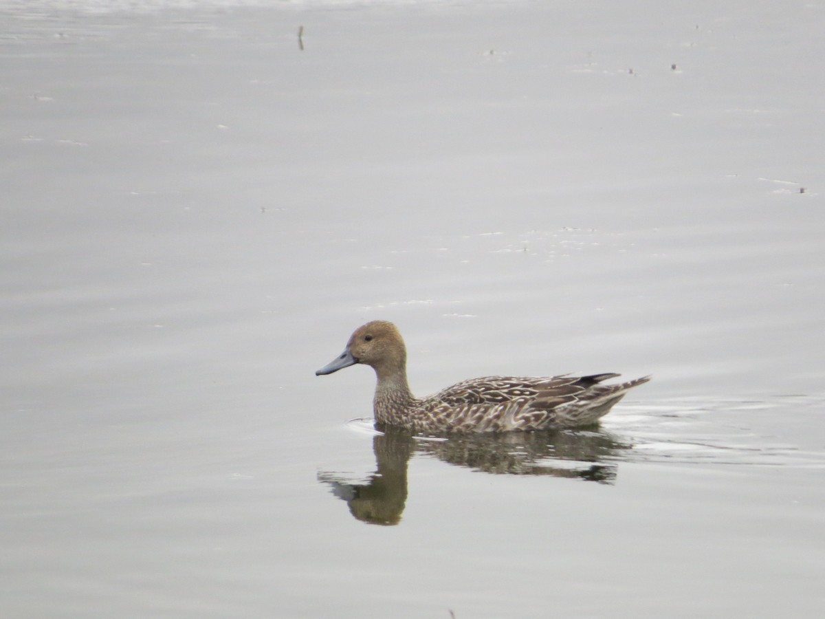 Northern Pintail - Rebecca Williams