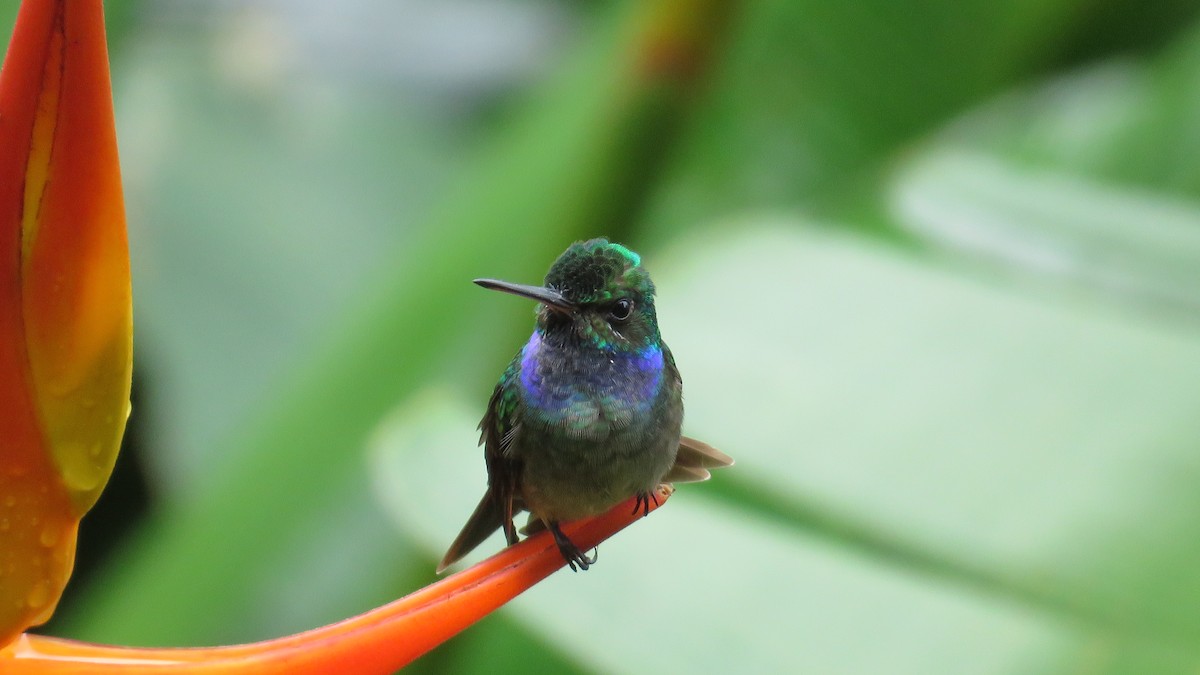 Charming Hummingbird - ML273966781