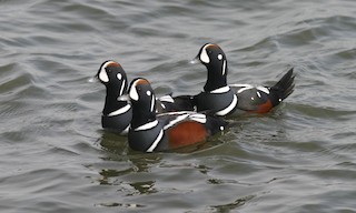  - Harlequin Duck