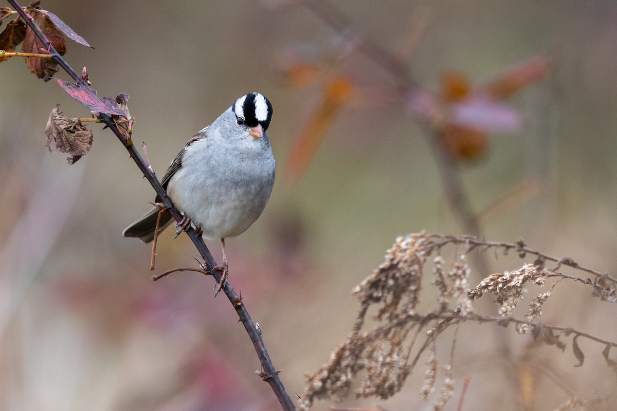 White-crowned Sparrow - ML273971741