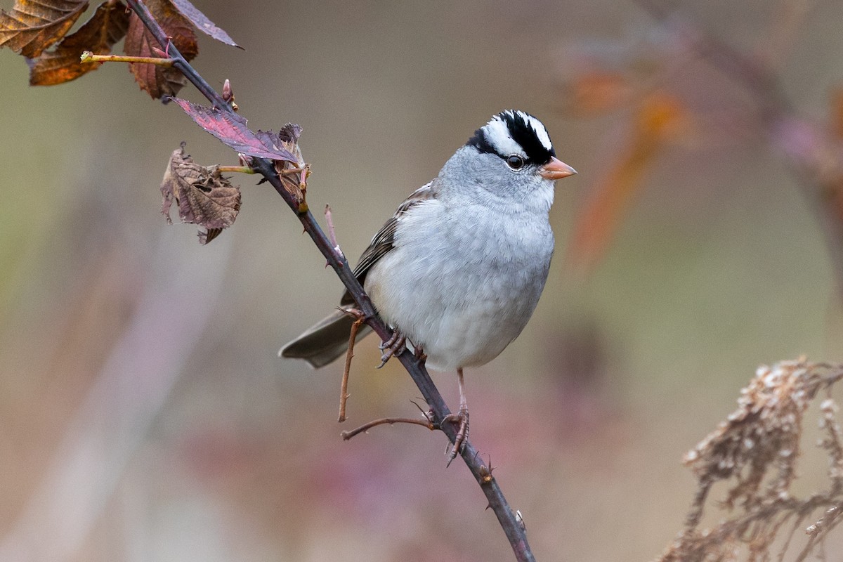 White-crowned Sparrow - ML273971751