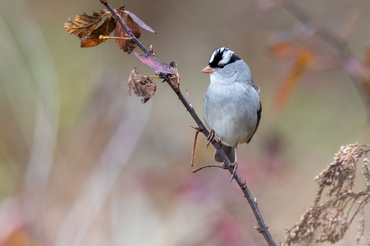 White-crowned Sparrow - ML273971781