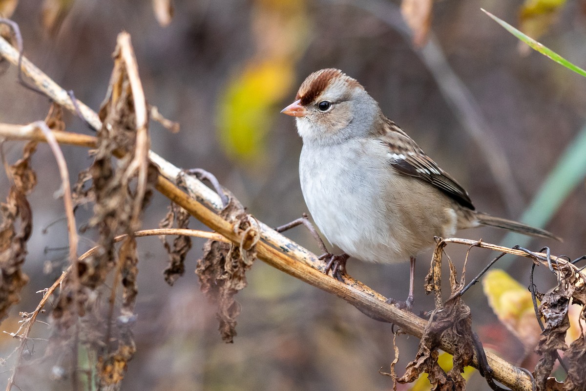 White-crowned Sparrow - ML273971911