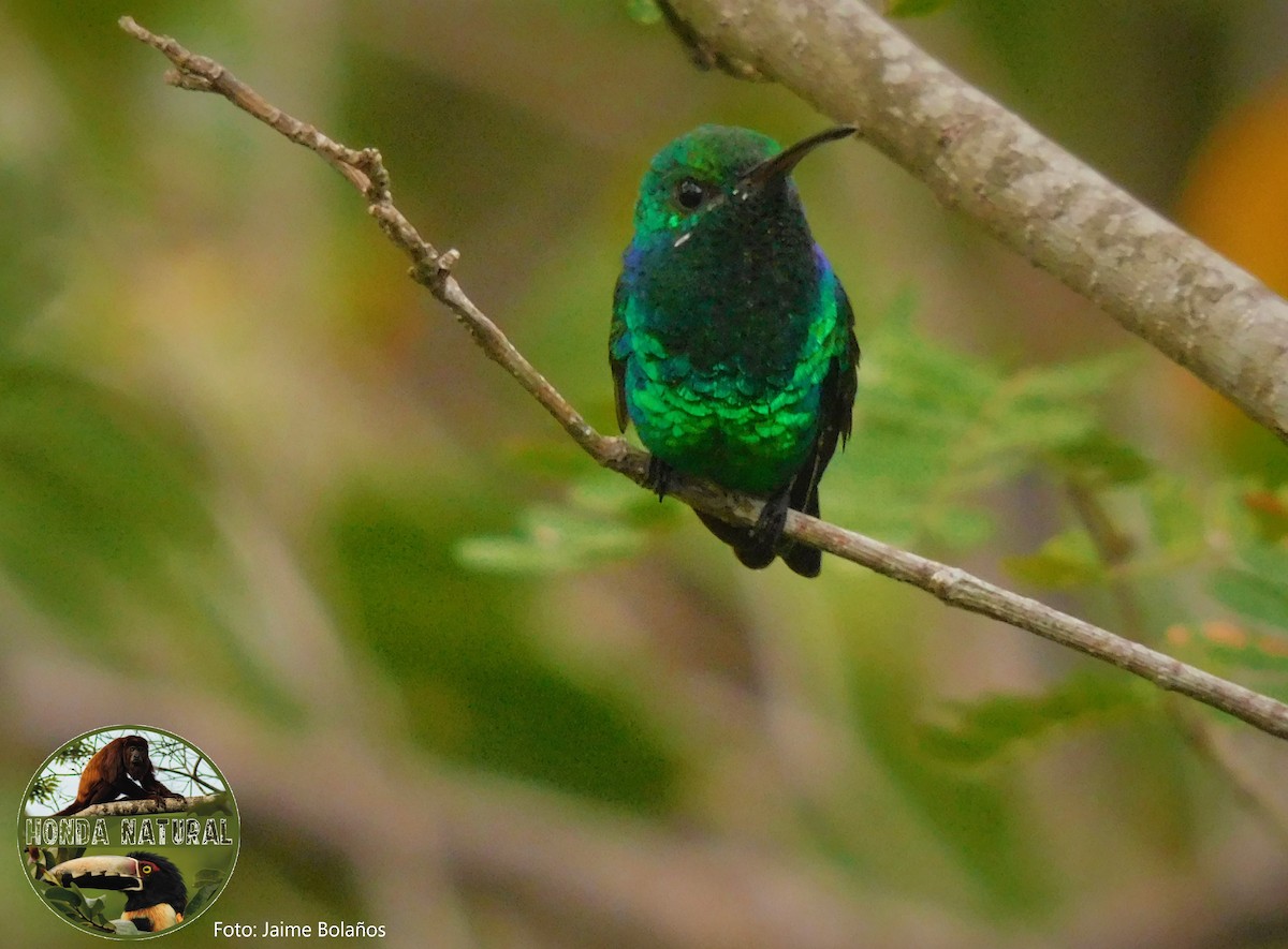 Shining-green Hummingbird - Jaime Bolaños