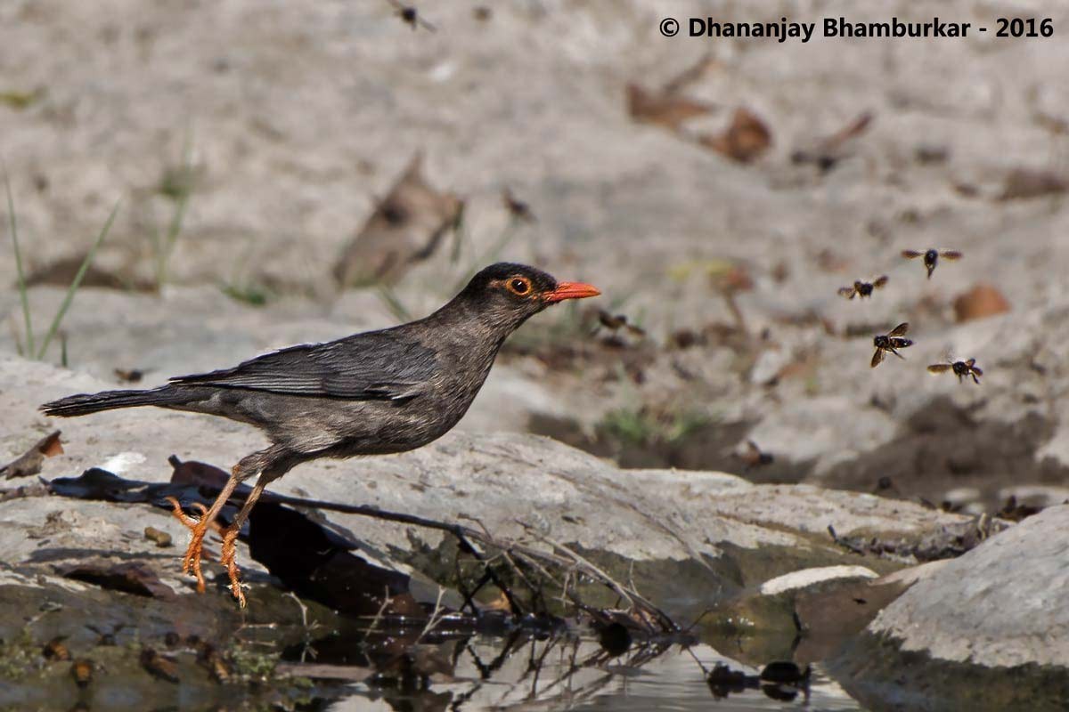Indian Blackbird - Dhananjay Bhamburkar