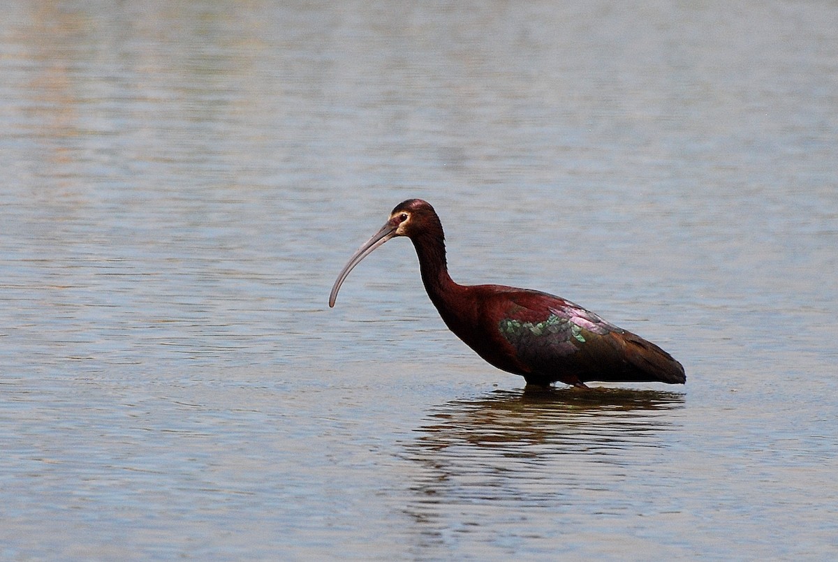 White-faced Ibis - Nick Moore