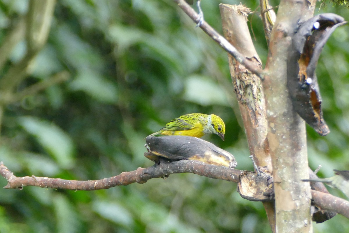Silver-throated Tanager - ML273989481