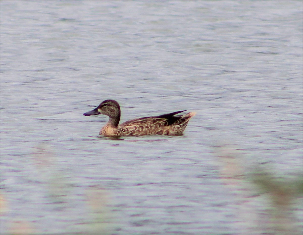 Blue-winged Teal - ML273989701