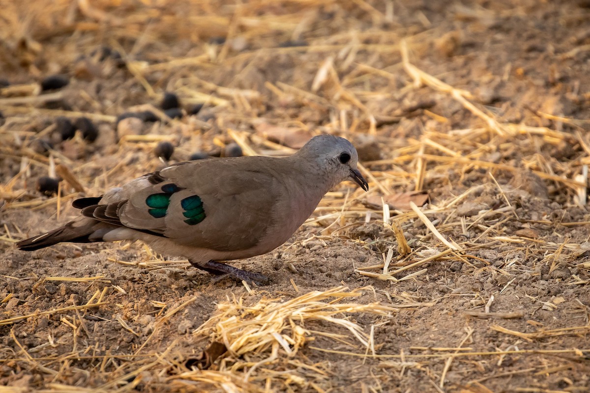 Emerald-spotted Wood-Dove - Michael Ortner