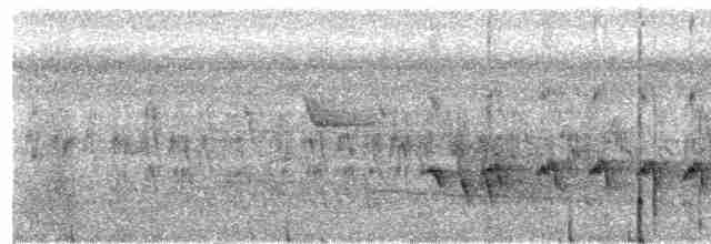 Black-tailed Antbird - ML273991691