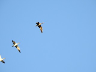 Greater White-fronted Goose, ML273992641