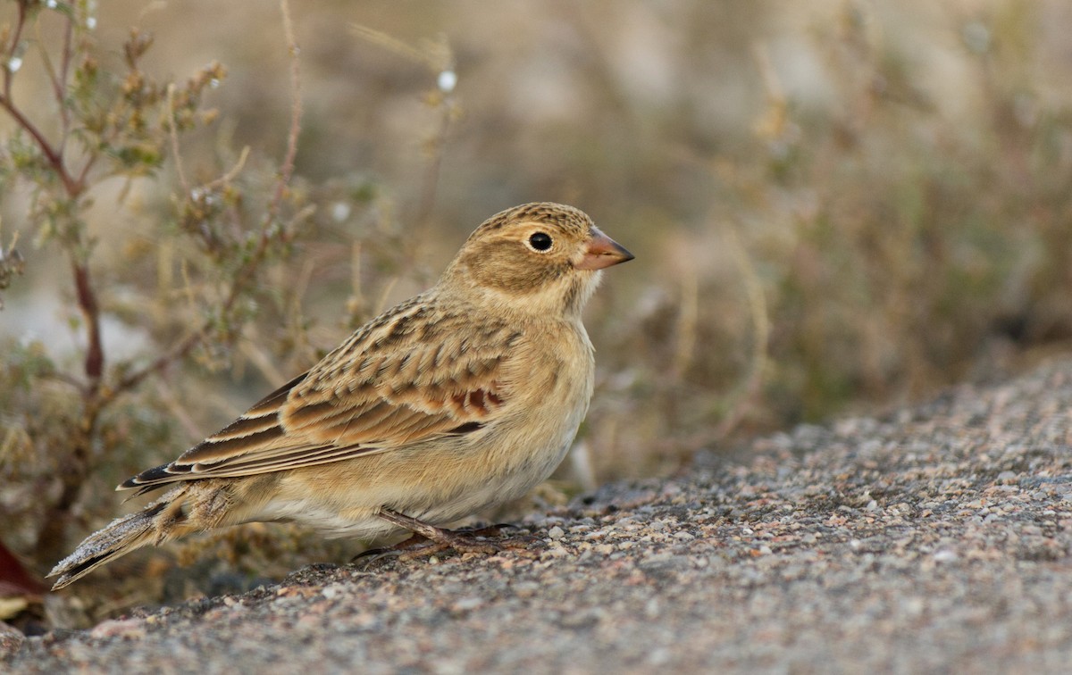 Thick-billed Longspur - ML274001441