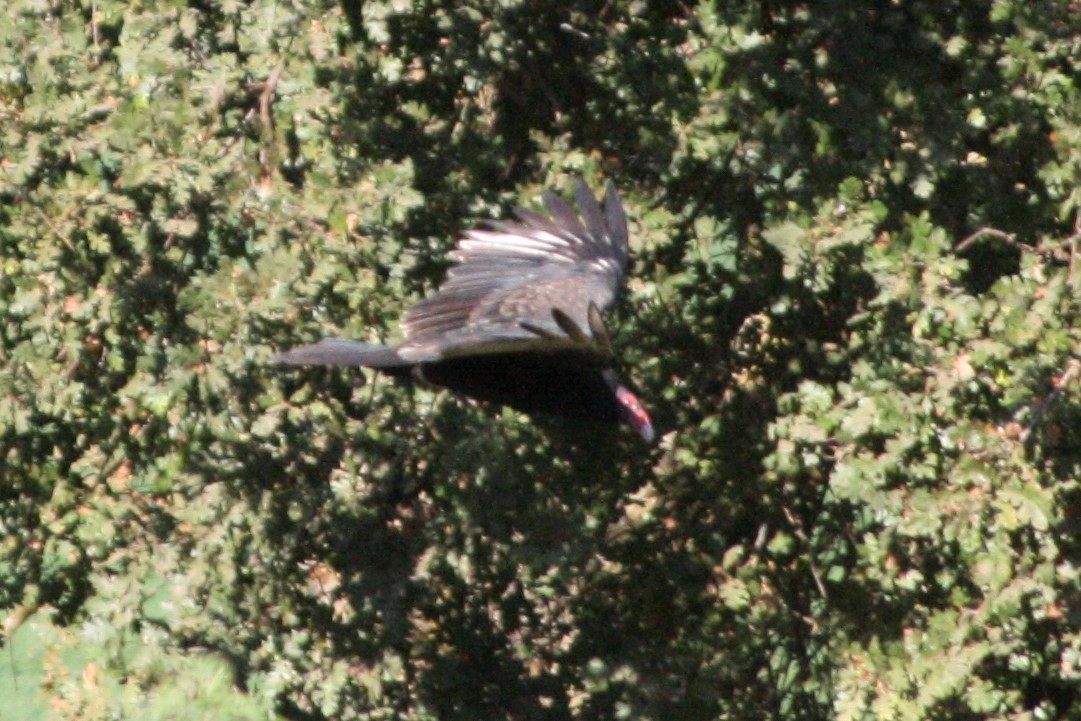 Turkey Vulture - ML274003041