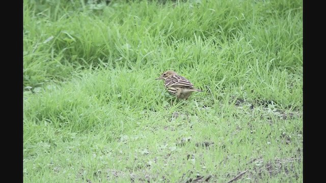 Red-throated Pipit - ML274003981