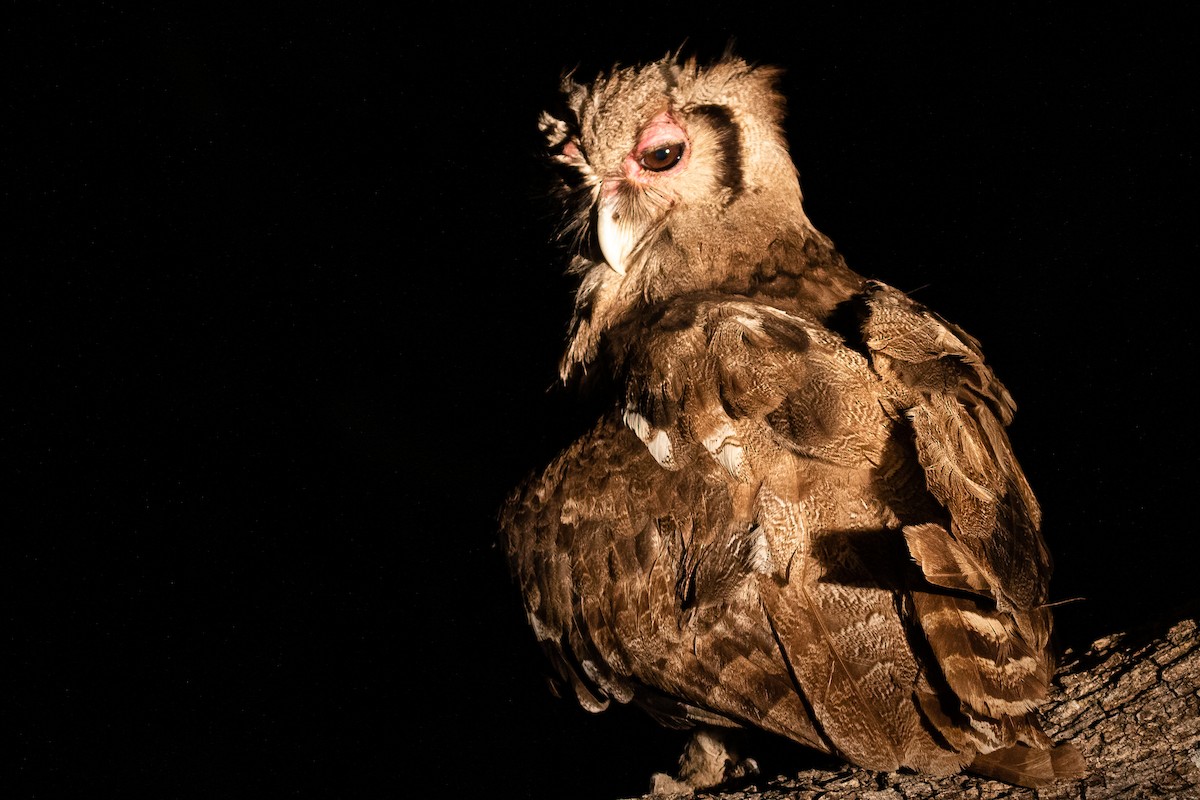 Verreaux's Eagle-Owl - Michael Ortner
