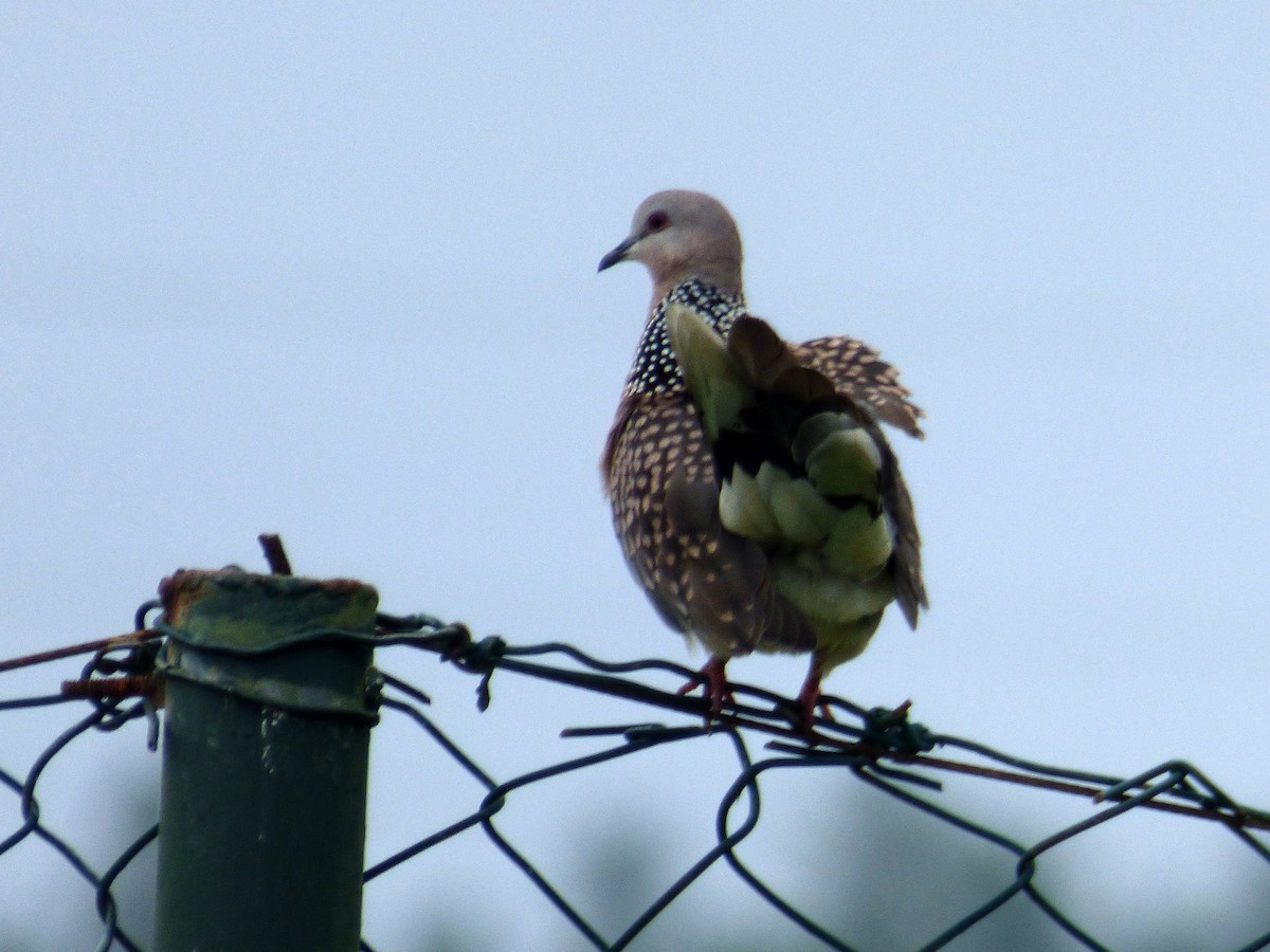 Spotted Dove - ML274010841