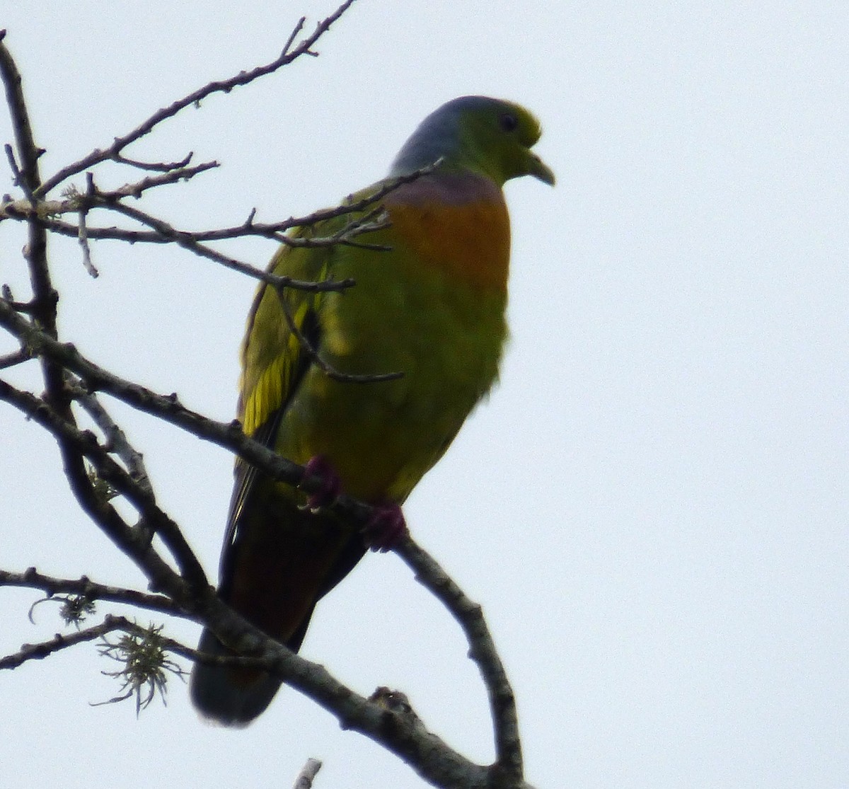 Orange-breasted Green-Pigeon - A Emmerson